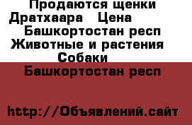 Продаются щенки Дратхаара › Цена ­ 5 000 - Башкортостан респ. Животные и растения » Собаки   . Башкортостан респ.